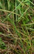 Image of goosegrass
