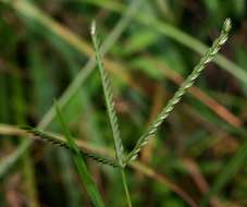 Image of goosegrass