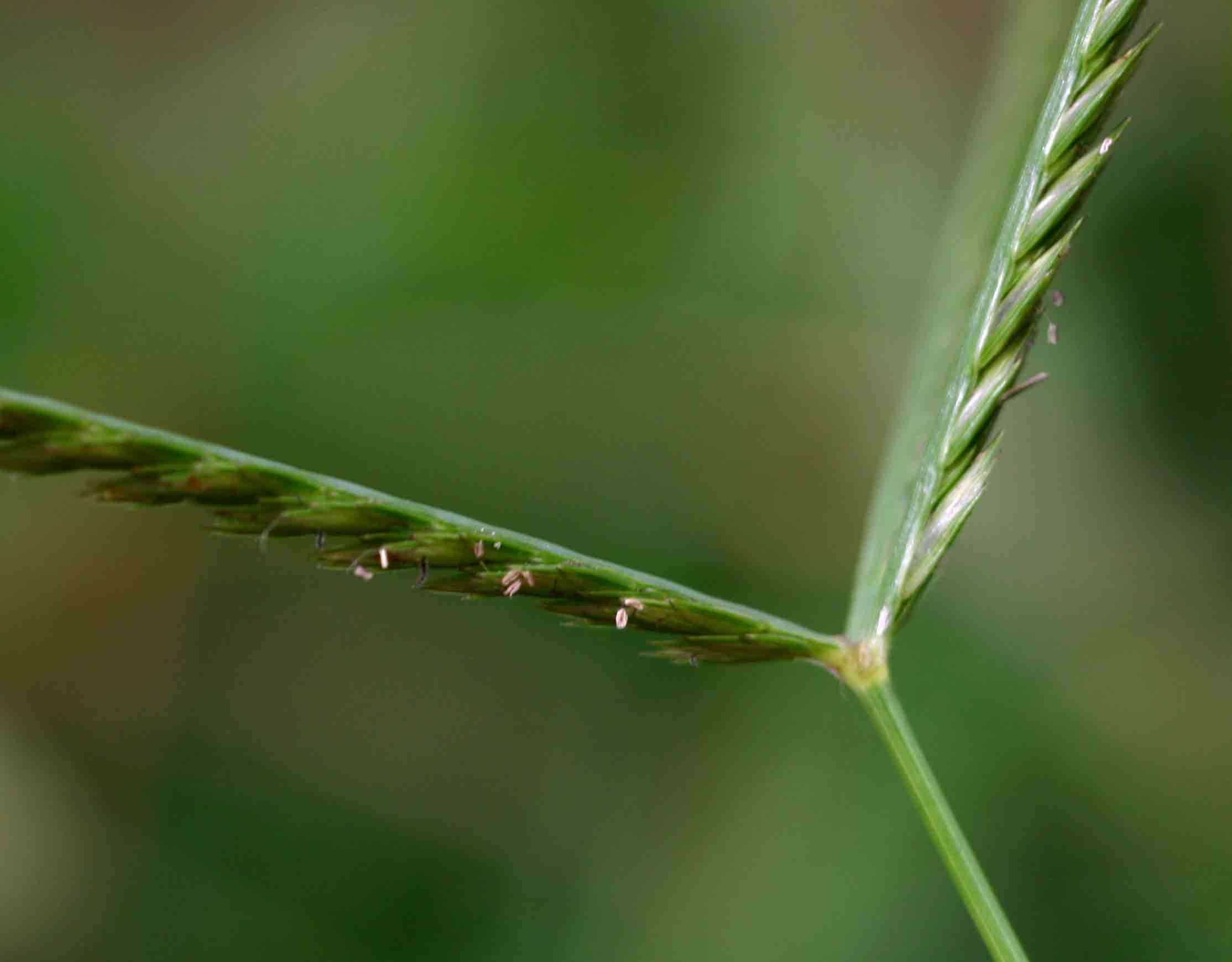 Image of goosegrass