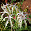 Image of Crinum buphanoides Welw. ex Baker