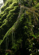 Image of tassel fern