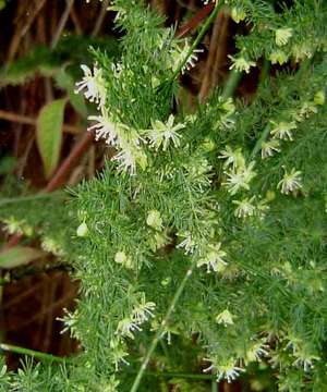 Image of asparagus