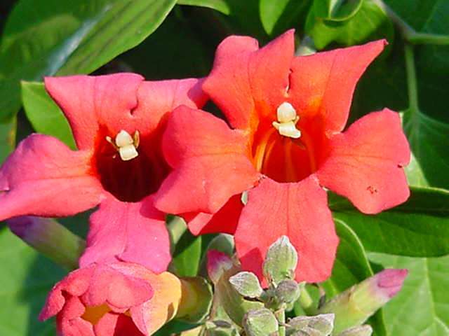 Image of Mexican blood-trumpet