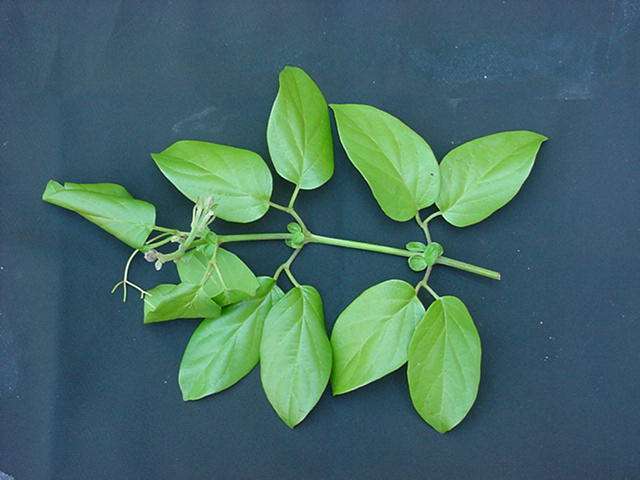 Image of Mexican blood-trumpet