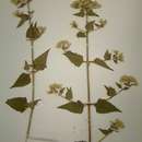 Image of Chromolaena odorata (L.) R. King & H. Rob.