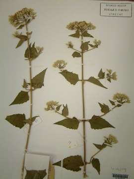 Image of thoroughwort