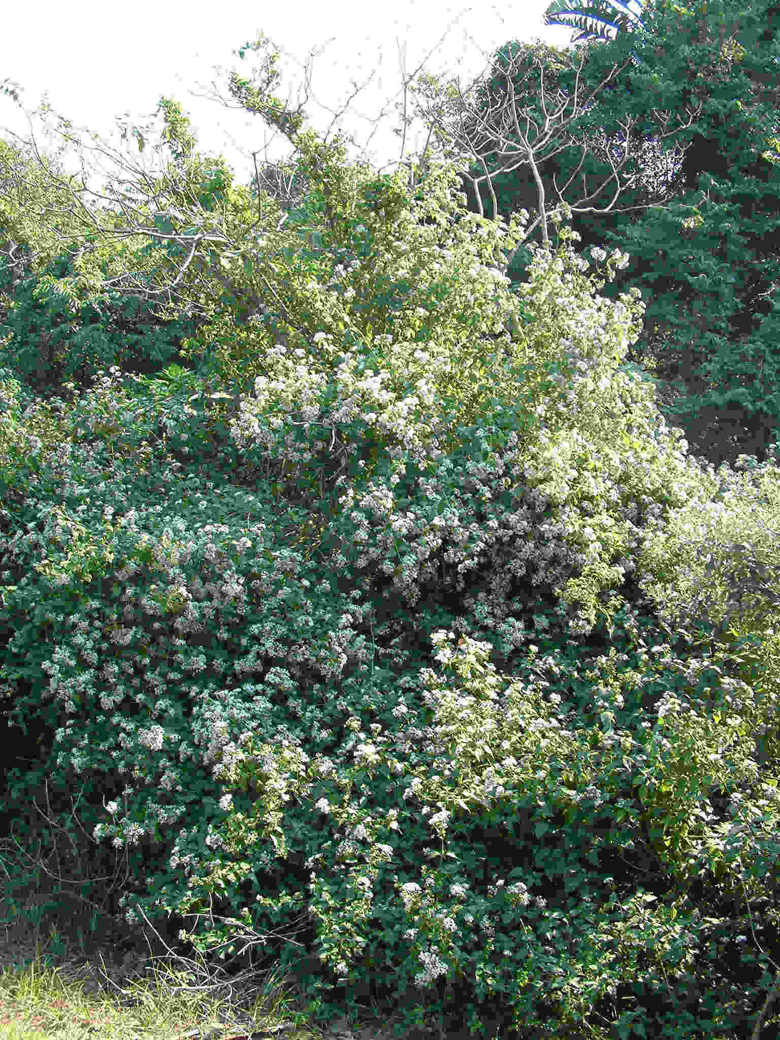 Image of thoroughwort