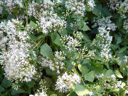 Image of thoroughwort