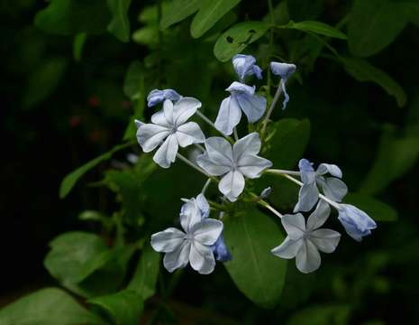 Image of leadwort