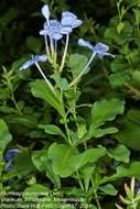 Image of leadwort