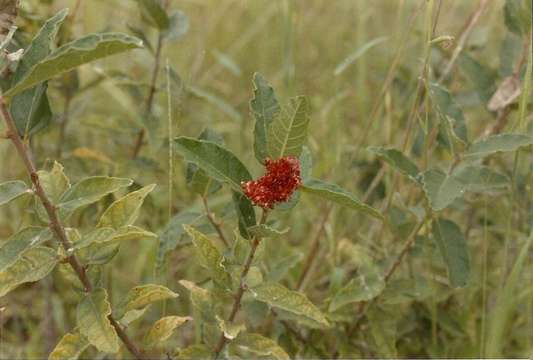 Image of Dwarf fig