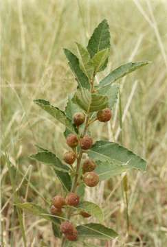 Image of Dwarf fig