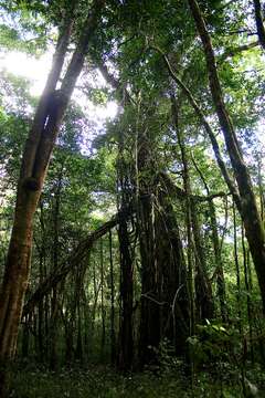 Imagem de Ficus thonningii Bl.