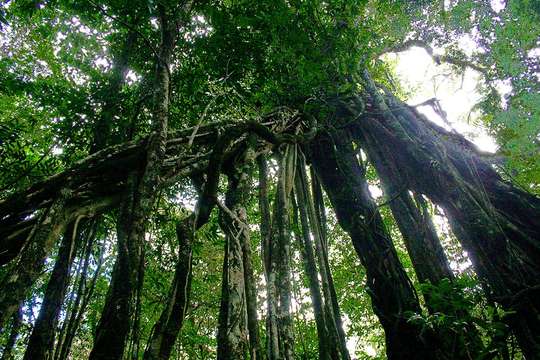 Imagem de Ficus thonningii Bl.