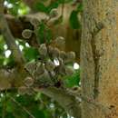 Ficus sycomorus subsp. sycomorus的圖片