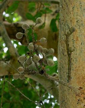 Imagem de Ficus sycomorus L.