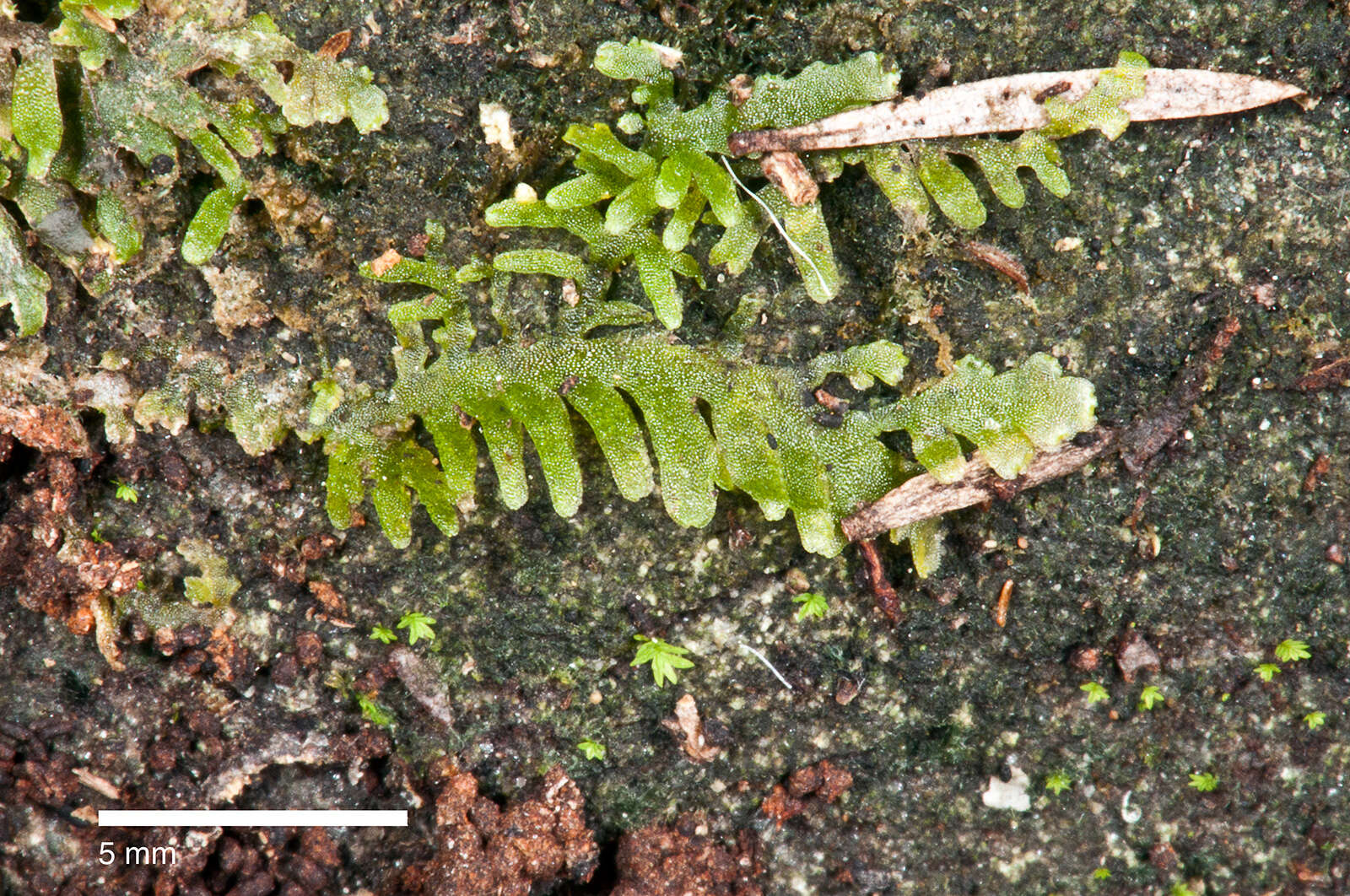 Image of Riccardia Gray