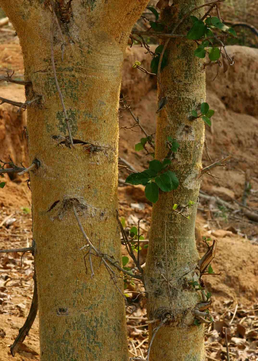 Image of Large-fruited sycamore fig