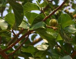 Image of Large-fruited sycamore fig