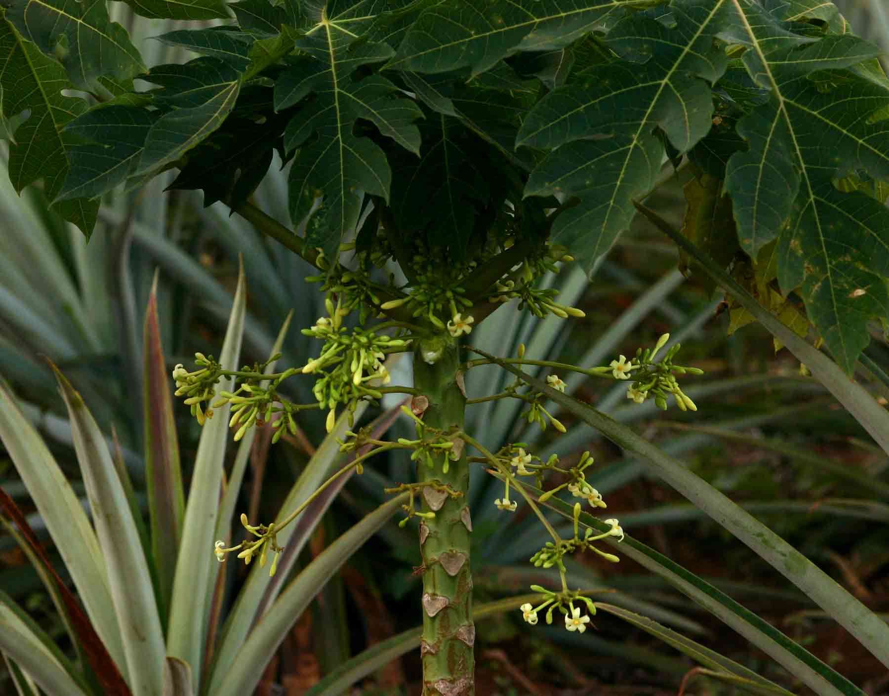 Image of papaya