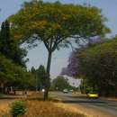Image of Guapuruvu tree