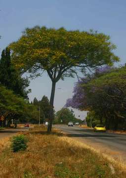 Image of Brazilian firetree