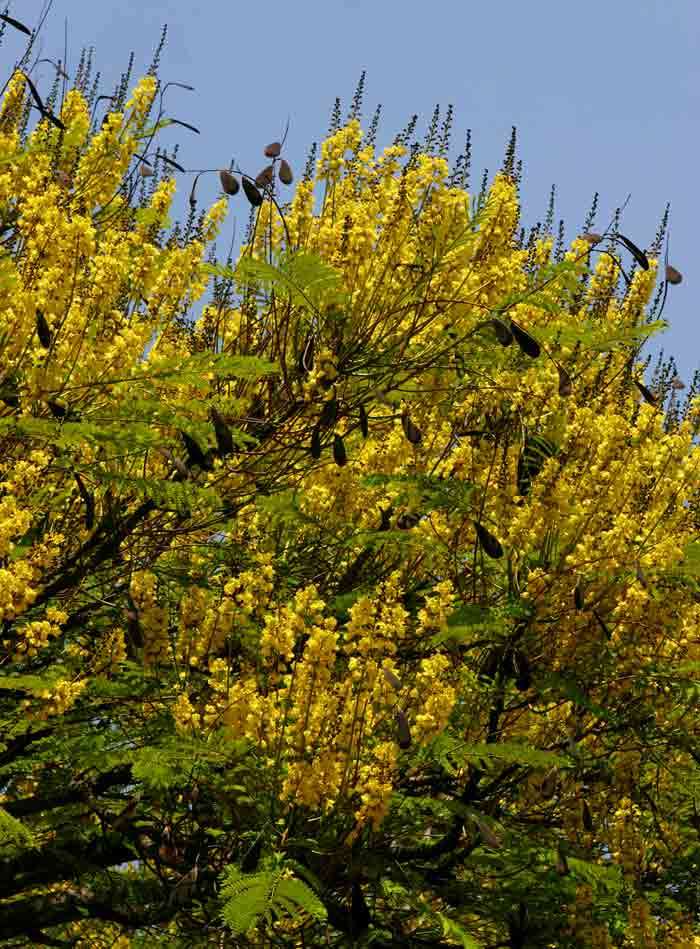 Image of Brazilian firetree