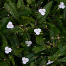 Image of Tahitian bridal veil