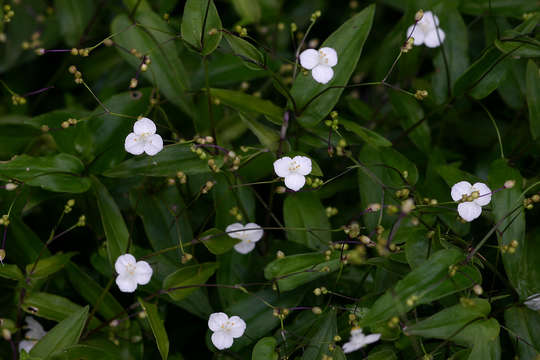 Image of bridalveil