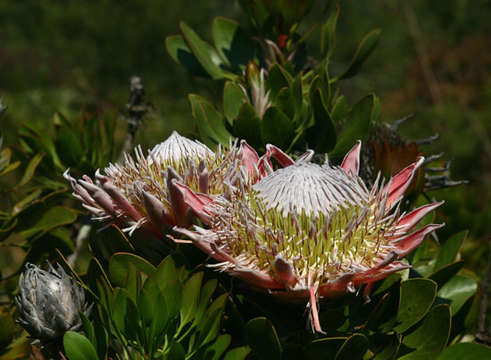 Imagem de Protea