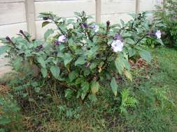 Image of jimsonweed