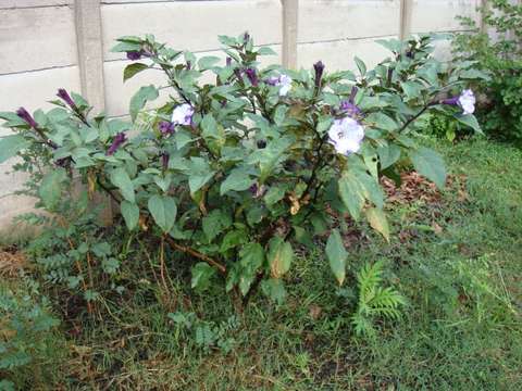 Image de Datura