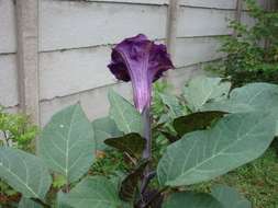 Image of jimsonweed