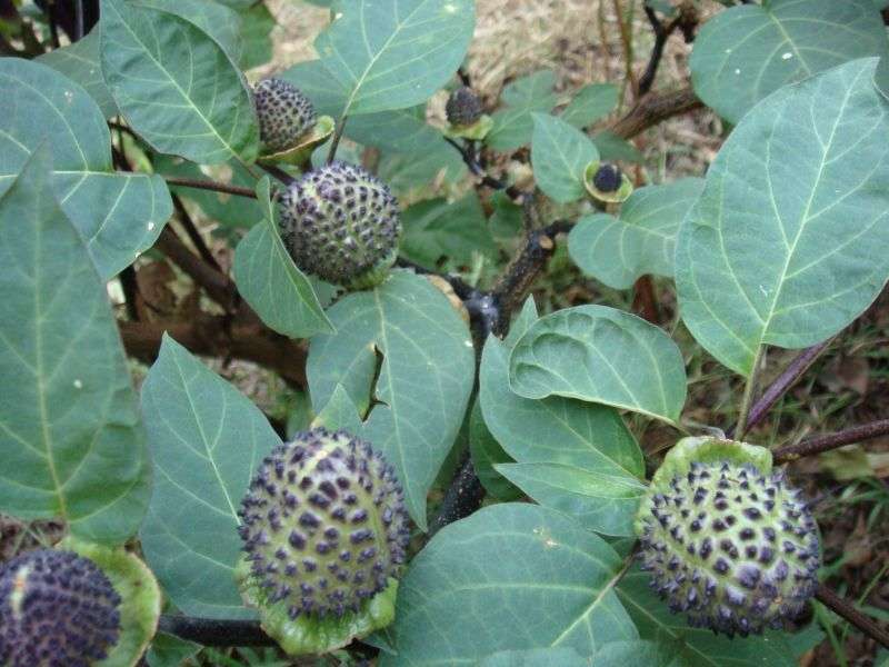 Image of jimsonweed