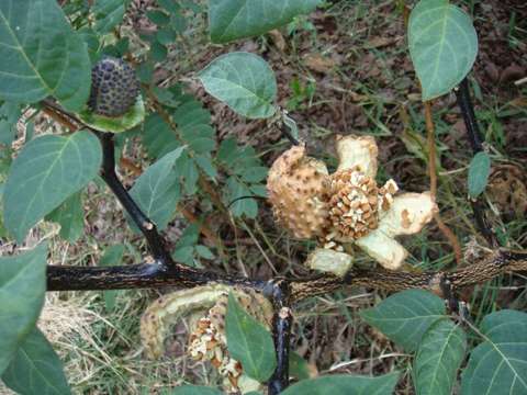 Image de Datura