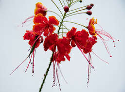 Caesalpinia pulcherrima (L.) Sw. resmi