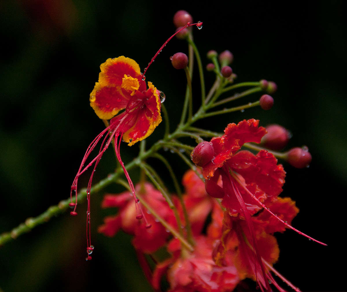 Image of Dwarf Poinciana