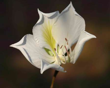 Plancia ëd Bauhinia variegata L.