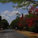 Image of flame bottletree