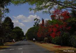 Image of Bottle-trees