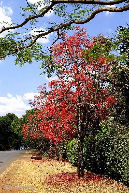 Image of Bottle-trees