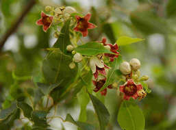 Image of Bottle-trees