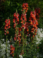 Image of Snap Dragons