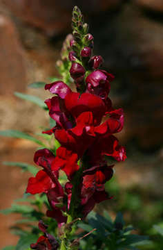 Image of Snap Dragons