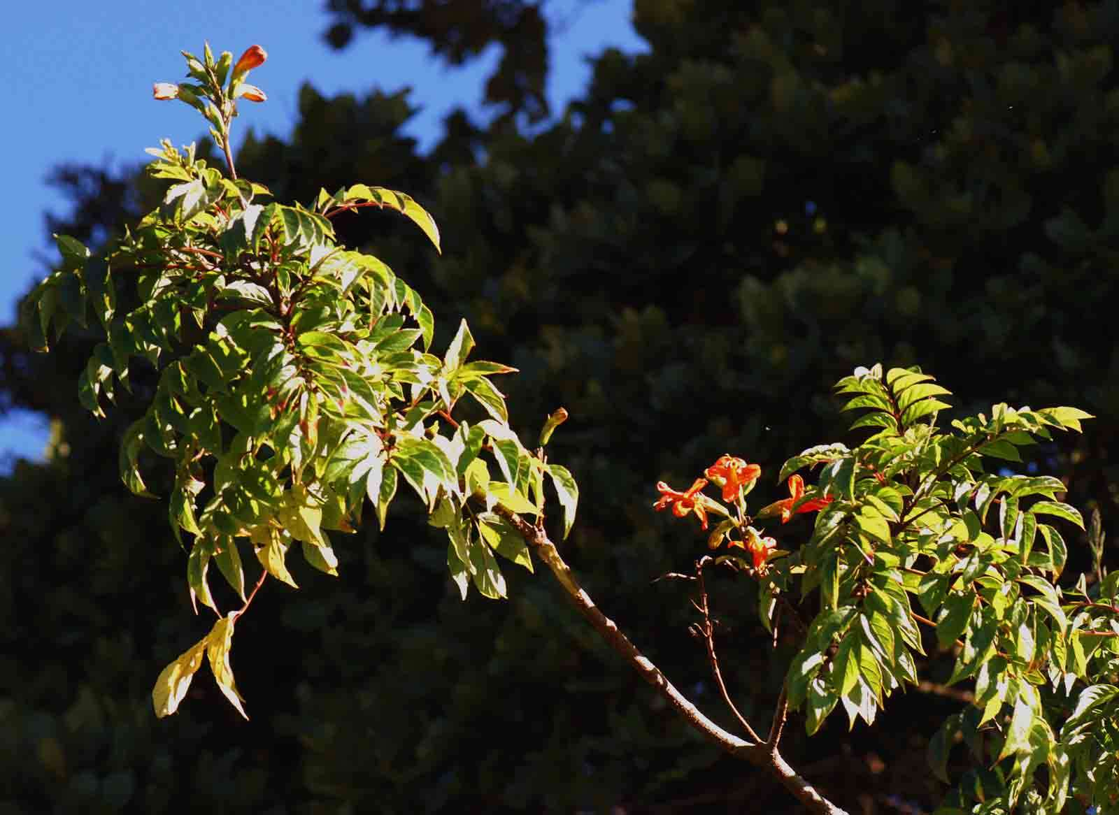 Image of trumpetbush