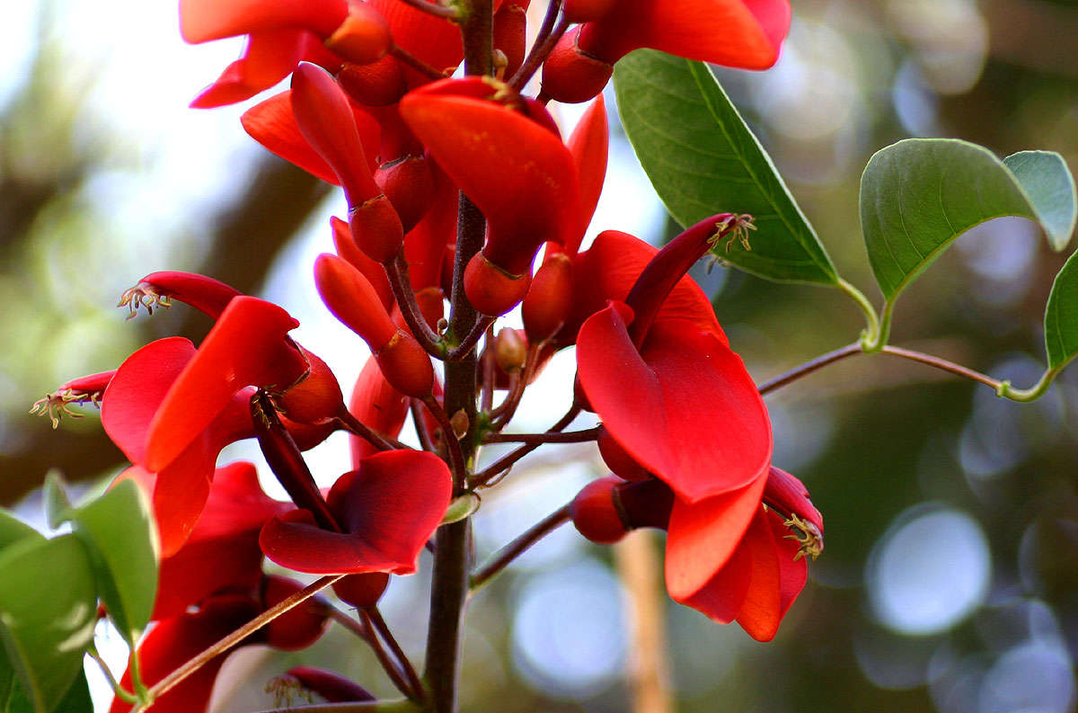 Image of Coral tree