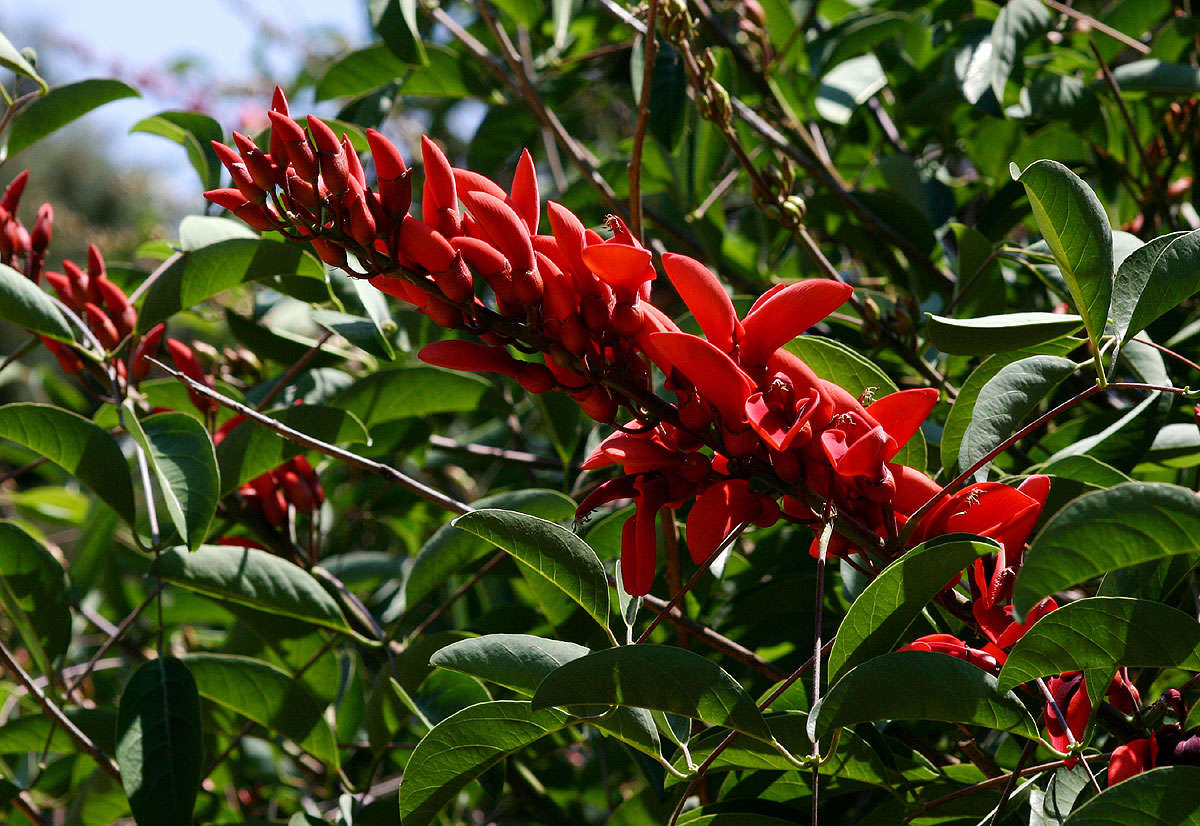 Image of Coral tree