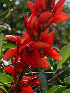 Image of Coral tree