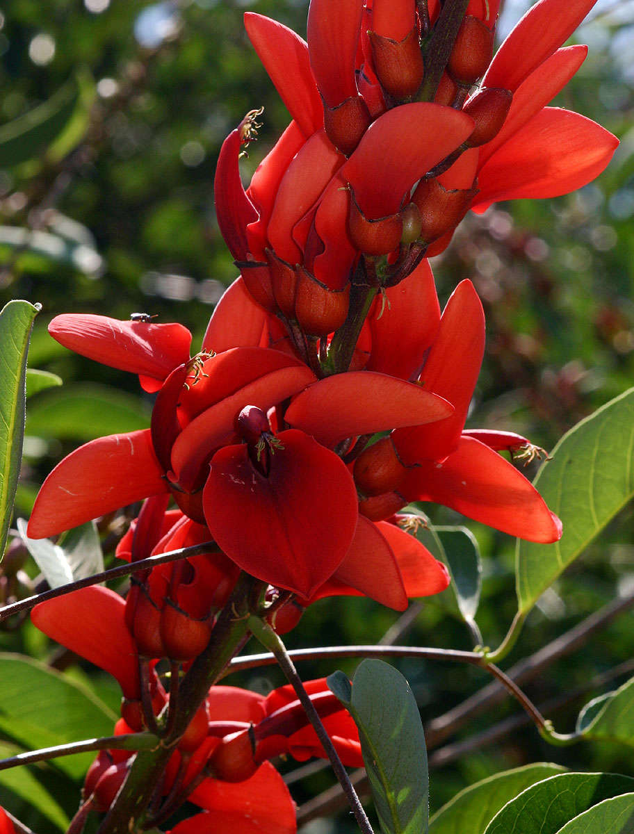 Image of Coral tree