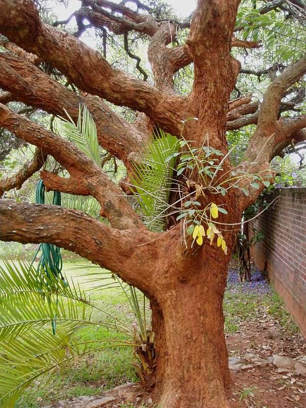 Image of Coral tree